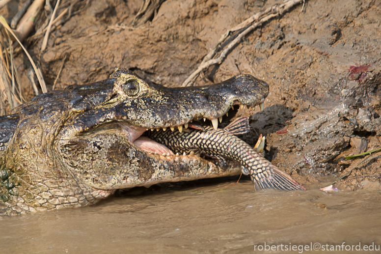 caiman with fish